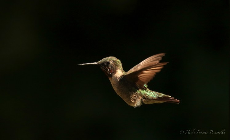 Hummingbird 8.13.15