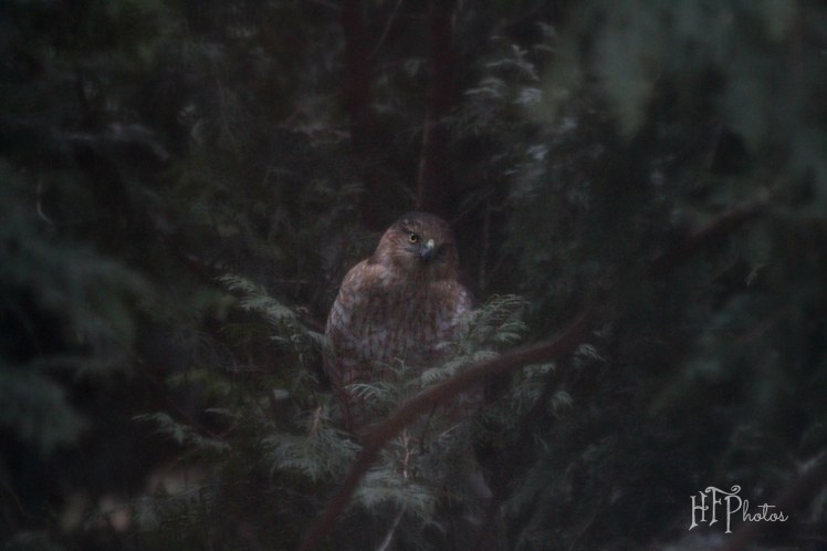 coopers hawk in yard 12.28.14
