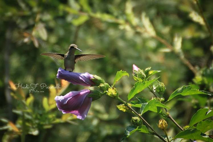 hummingbird angel 8.8 2014