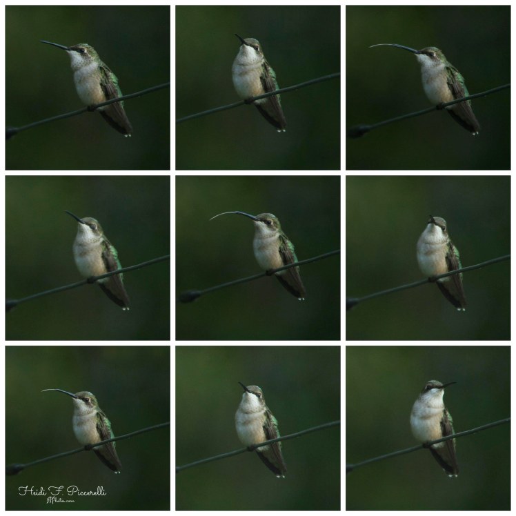 hummingbird collage 676 kb hfp