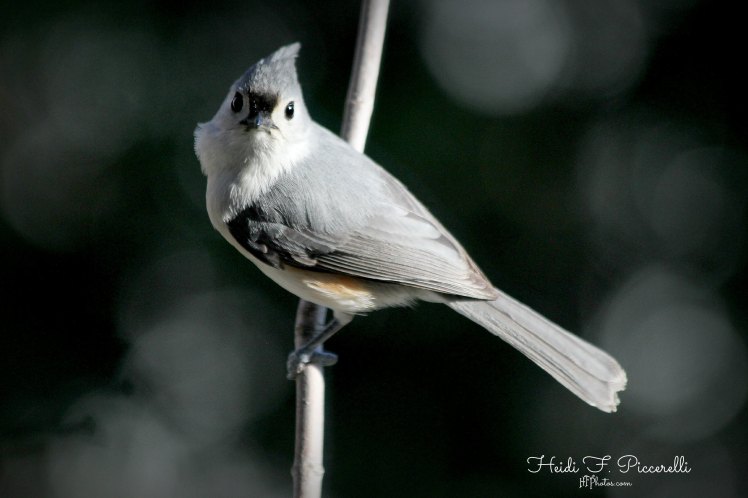 titmouse 4.22.14