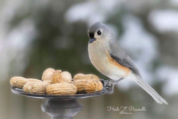 Titmouse peanut hfp lg