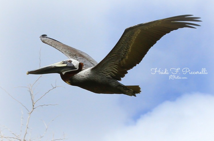 pelican 2 18 2014 hfp