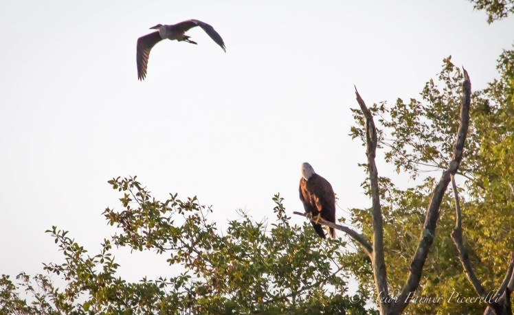 Eagle and blue Heron
