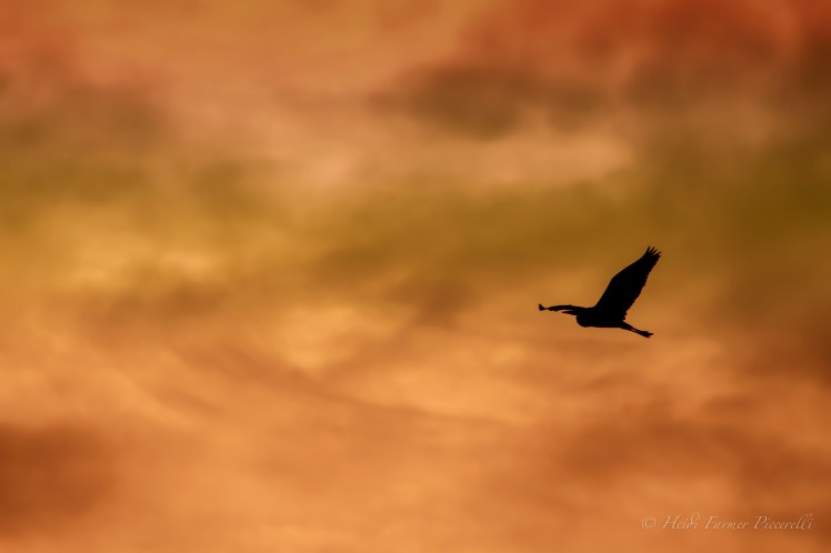 IMG_1346-Edit-Edit-Edit