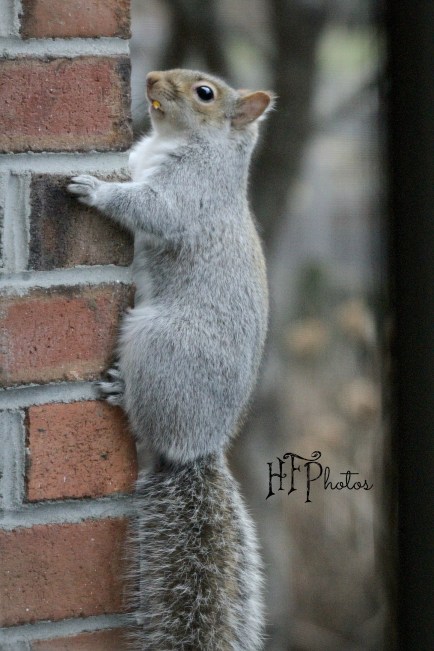 comedy squirrel