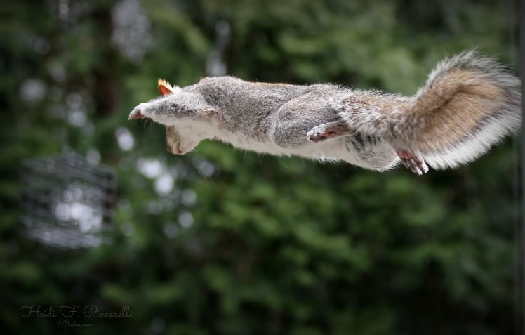 fling squirrel hfp 1
