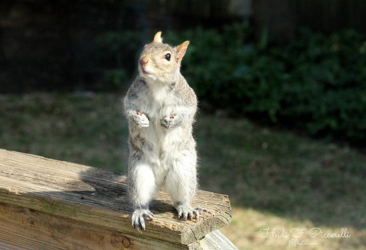 standing squirrell