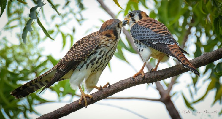 16404143943_6c6a7f066f_o