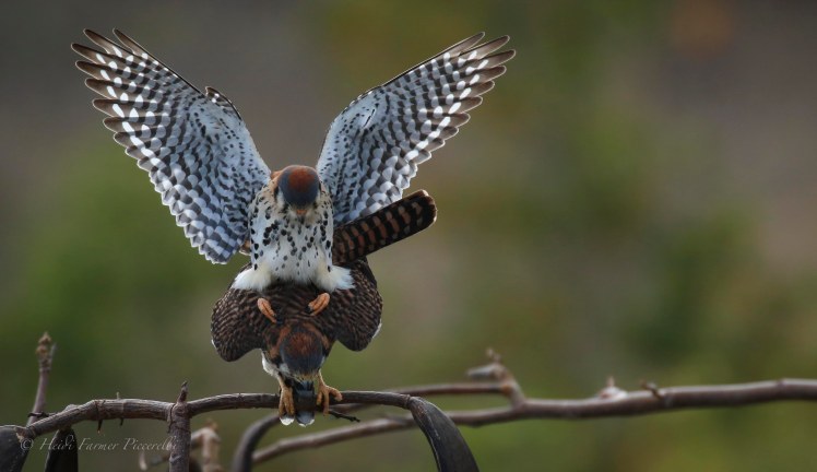 16806636110_048abc9539_o