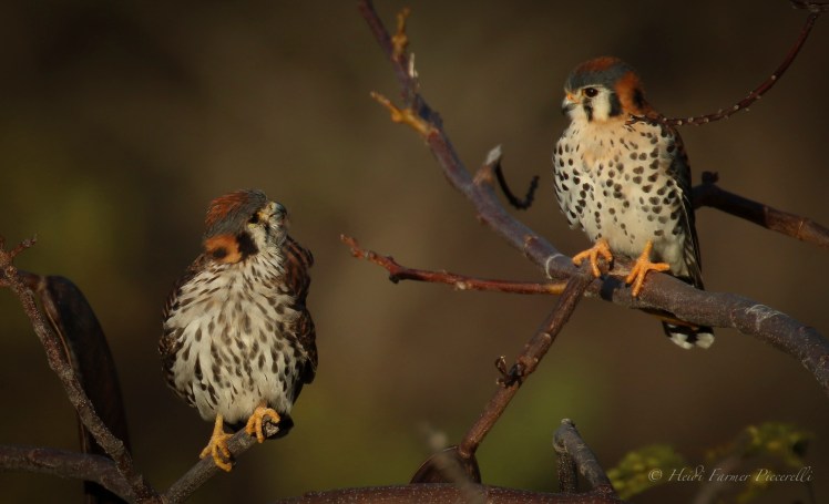 17212320042_fc1179765a_o