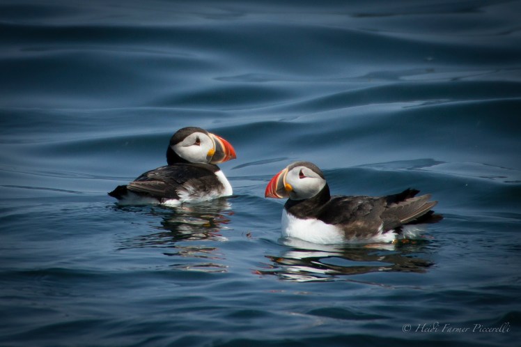 puffins 7.25.14 1.1